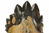 Rare, Fossil Basilosaurus Tooth - South Carolina #176133-3